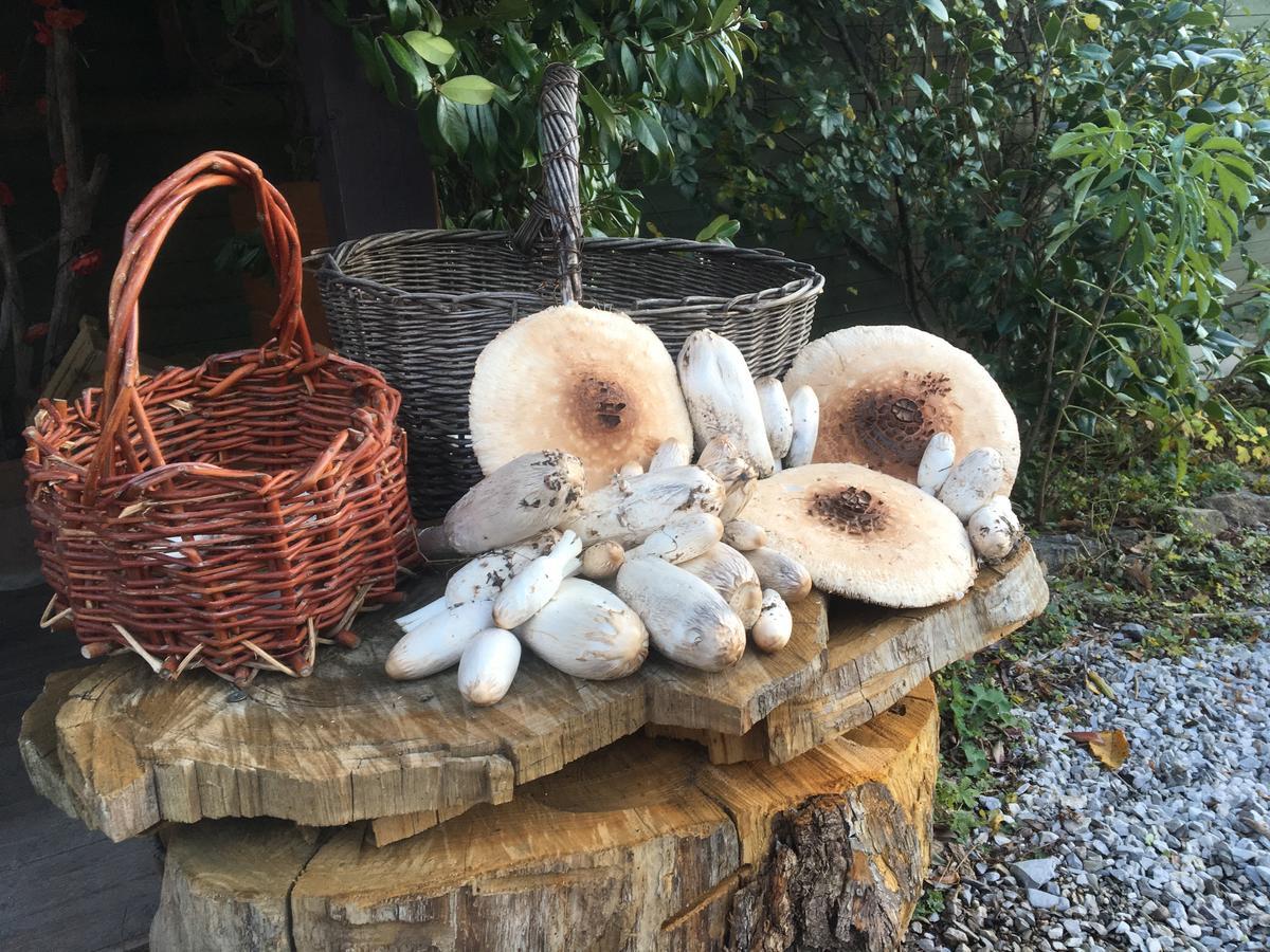 Agriturismo Il Mulino Stibiveri Rum bild